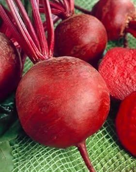 Red Beetroot Beta vulgaris seeds for garden planting